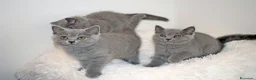 Scottish gatti in vendita: Scottish fold e straight con pedigree - Annuncio 11