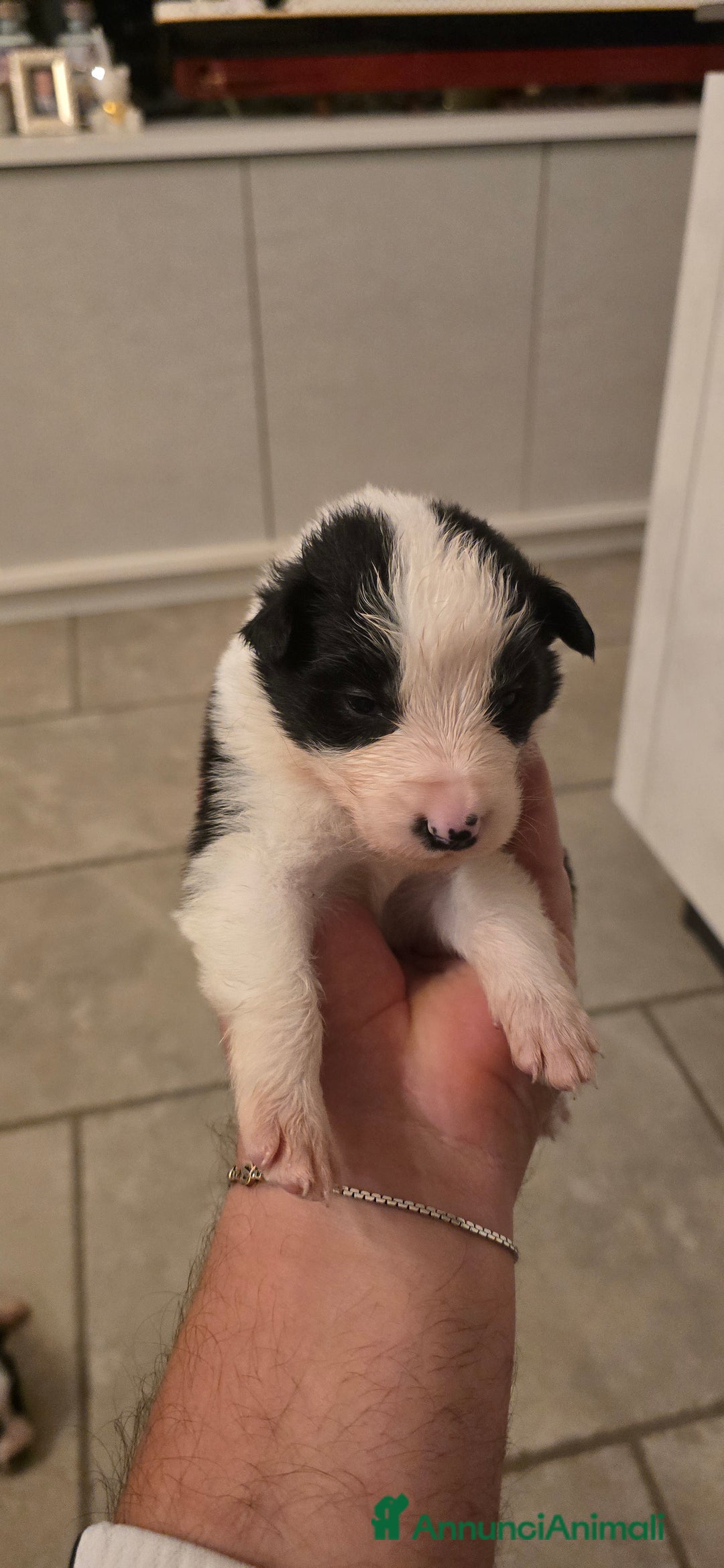 Border Collie cani in vendita: Cuccioli di border collie  - Annuncio 12