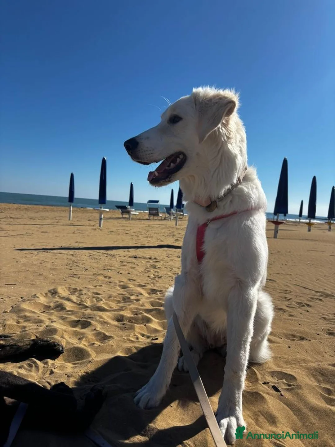 Meticcio cani in regalo: Paula: cucciolona socievole equilibrata  - Annuncio 12