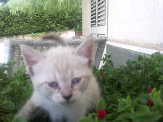 Meticcio gatti Gattina bianca con occhi chiari - Annuncio 3