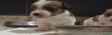Jack Russell Cucciolo 6