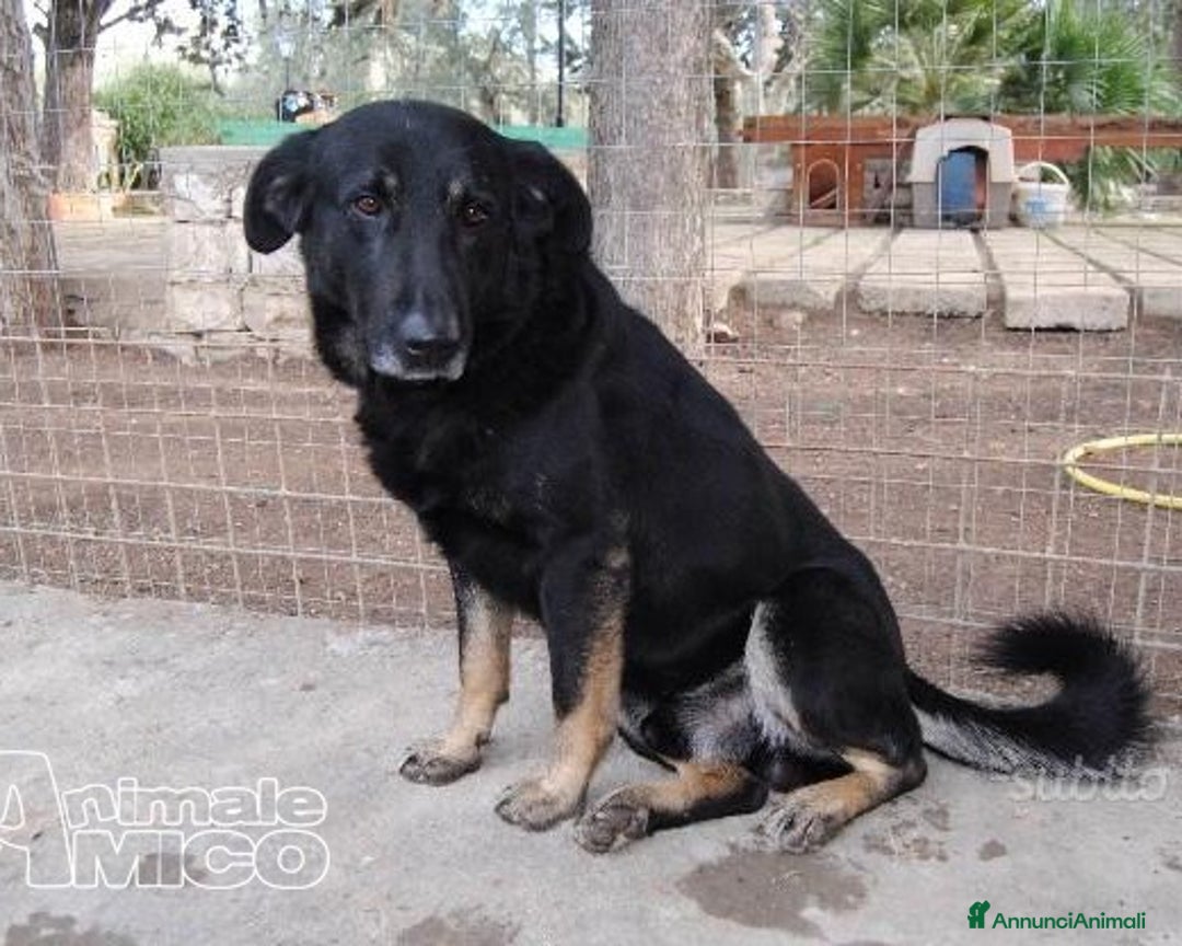 Meticcio cani in regalo: Nato in rifugio nel 2012 rassegnato tristemente a Milano - Annuncio 3
