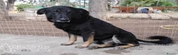 Meticcio cani in regalo: Nato in rifugio nel 2012 rassegnato tristemente a Milano - Annuncio 3