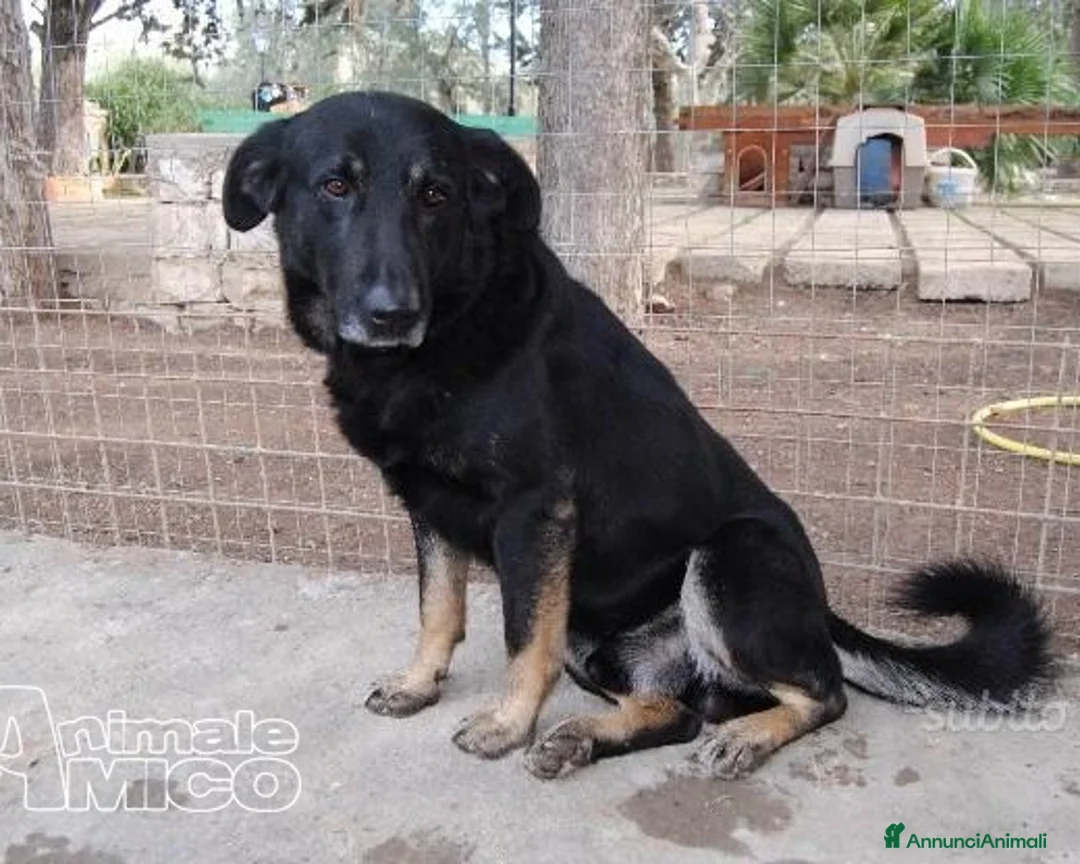 Meticcio cani in regalo: Nato in rifugio nel 2012 rassegnato tristemente a Milano - Annuncio 3
