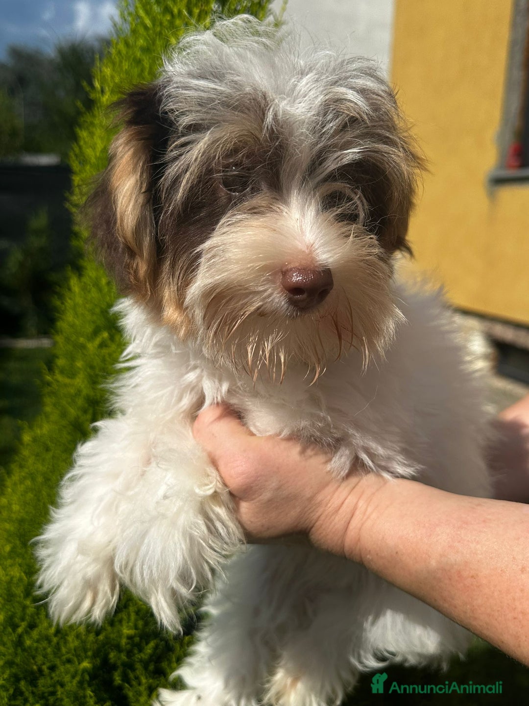 Yorkshire cani in vendita: Maschi di Yorkshire biewer  a Provincia di Bergamo - Immagine 3