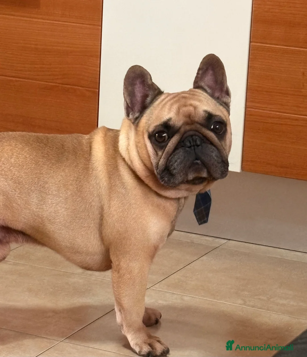 Bulldog Francese cani per accoppiamento: Othmar cerca fidanzata - RHO (Mi) - Annuncio 3