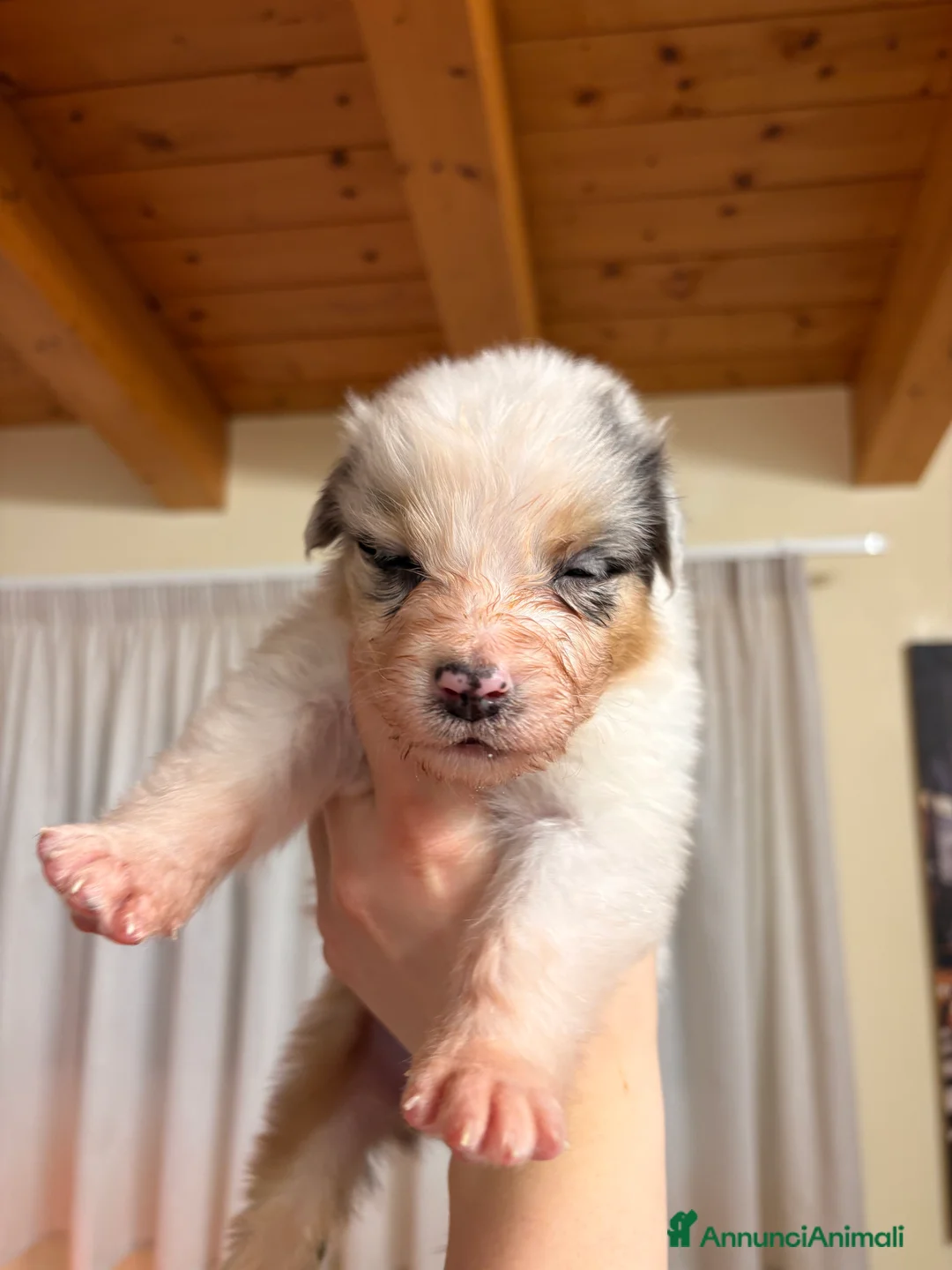 Australian Shepherd cani in vendita: Bella ultima cucciola pastore australiano  - Annuncio 6