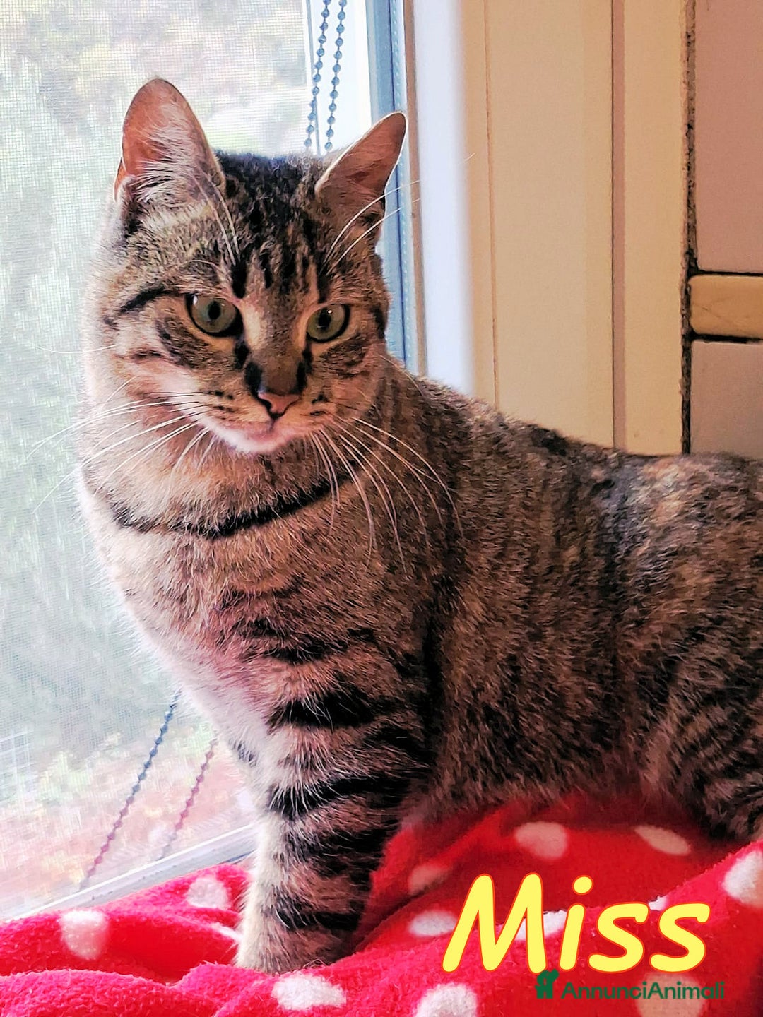 Europeo gatti in regalo: MISS  UNA TIGRATINA DA CONCORSO DI BELLEZZA - Annuncio 2