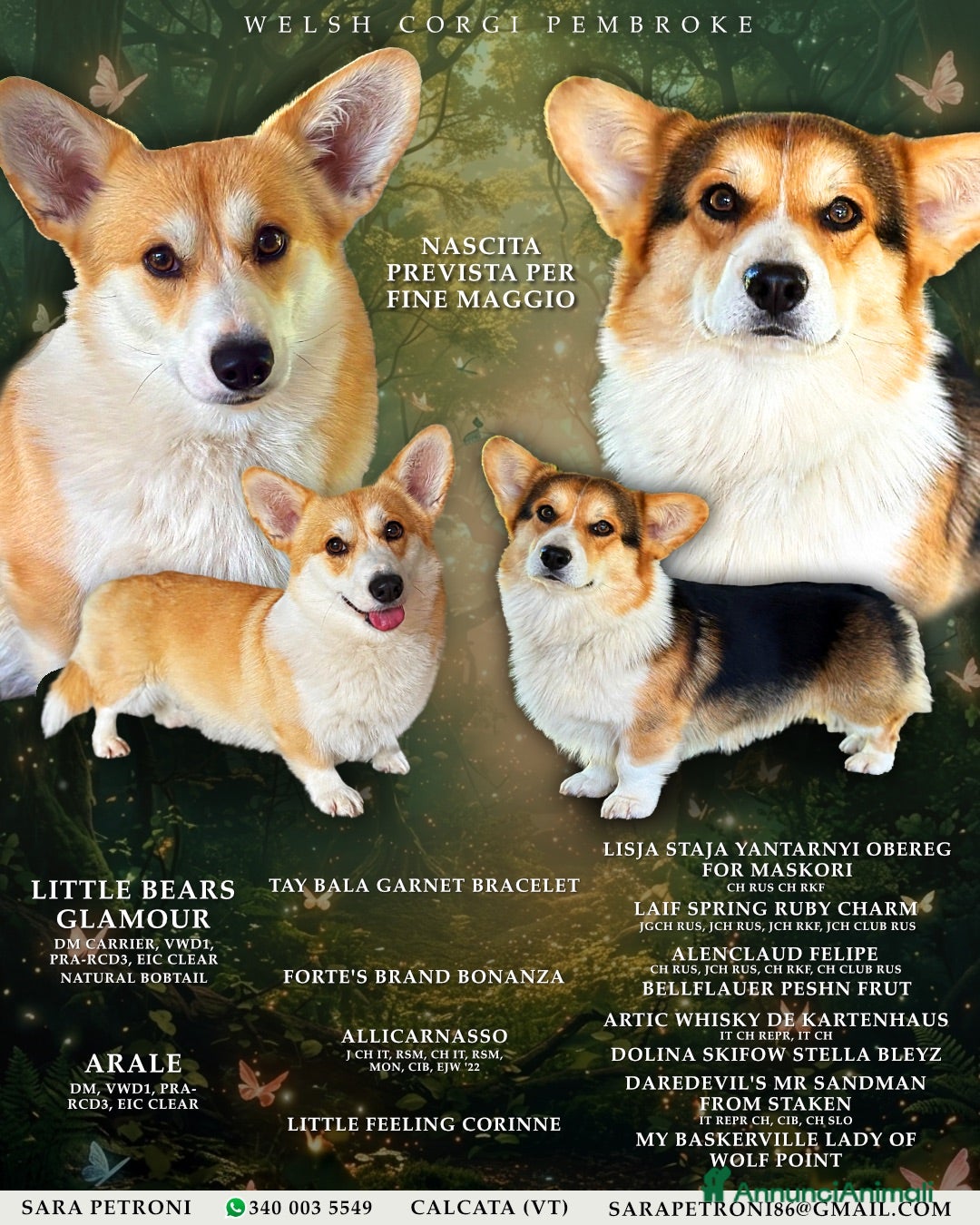 Corgi Pembroke cani Cucciolo Welsh Corgi Pembroke - Annuncio 2