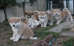 Akita Inu cani in vendita: CUCCIOLI AKITA INU LOMBARDIA  a Province of Como - Immagine 1