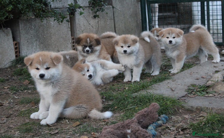 Akita Inu cani a Province of Como - Annuncio 1