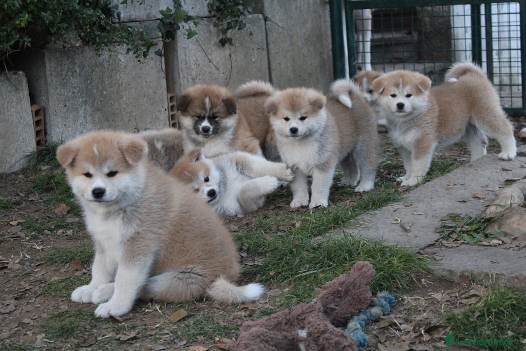 Akita Inu cani in vendita: CUCCIOLI AKITA INU LOMBARDIA  a Province of Como - Immagine 1