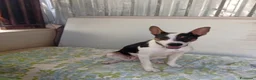 Meticcio cani in regalo: Wendy dolcissima cagnolina taglia medio piccola  - Annuncio 2
