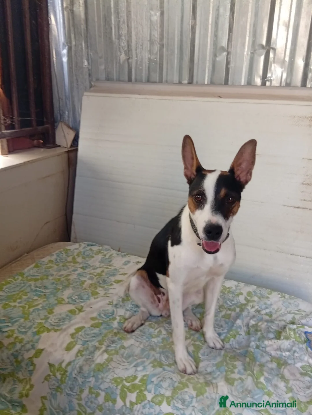Meticcio cani in regalo: Wendy dolcissima cagnolina taglia medio piccola  - Annuncio 2