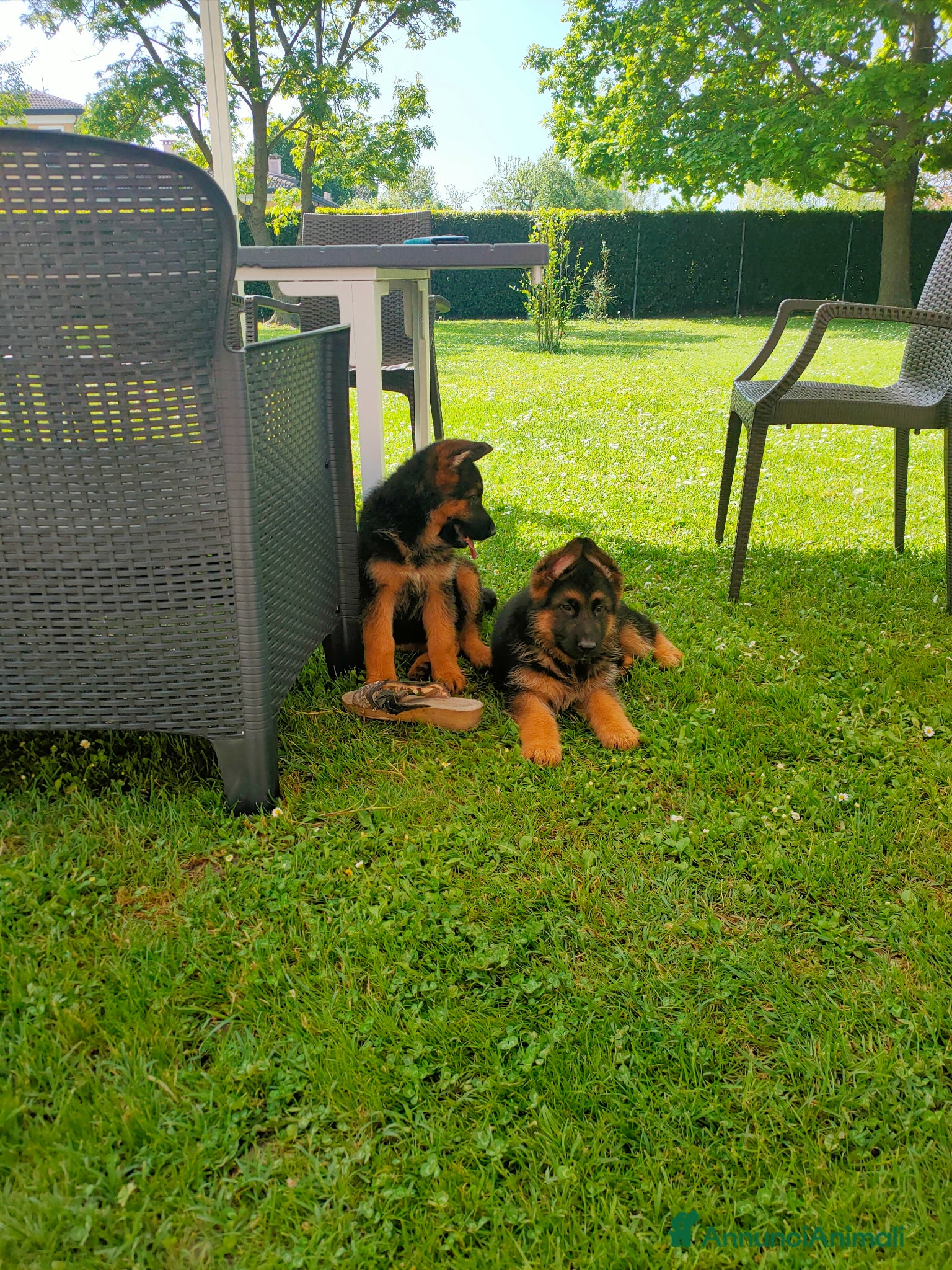 Pastore Tedesco cani disponibili cuccioli pastore tedesco - Annuncio 2