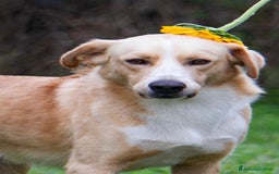 Meticcio cani in regalo: William a Provincia di Treviso - Immagine 1
