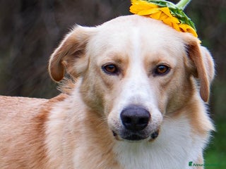 Meticcio cani William a Provincia di Treviso - Annuncio 24