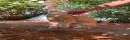 Meticcio gatti in regalo: Dolce maschietto, 7 mesi circa  - Annuncio 11