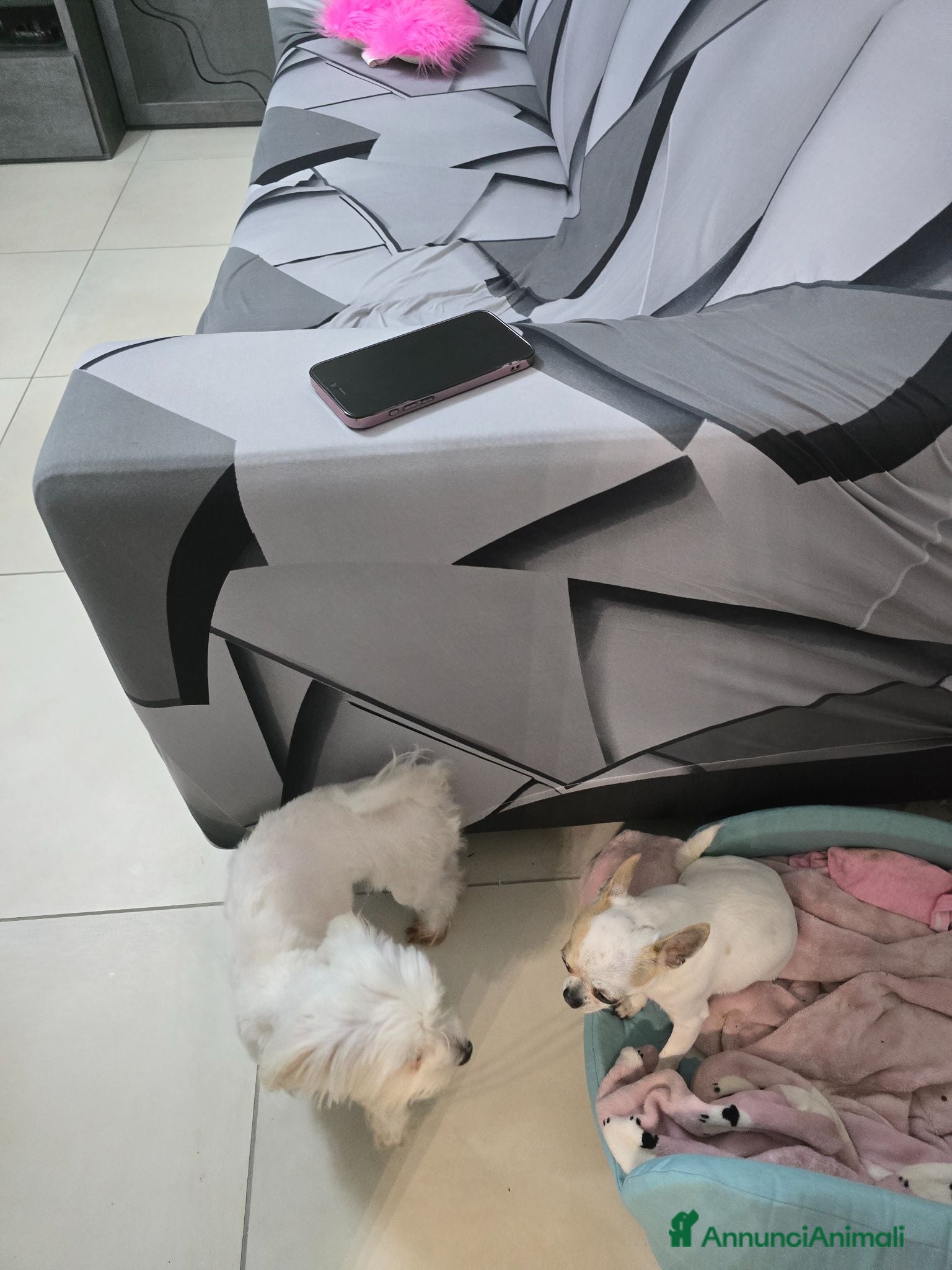 Maltese cani Cane maltese femmina top razza pura - Annuncio 33
