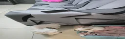 Maltese cani in vendita: Cane maltese femmina top razza pura a Città Metropolitana di Bologna - Annuncio 1