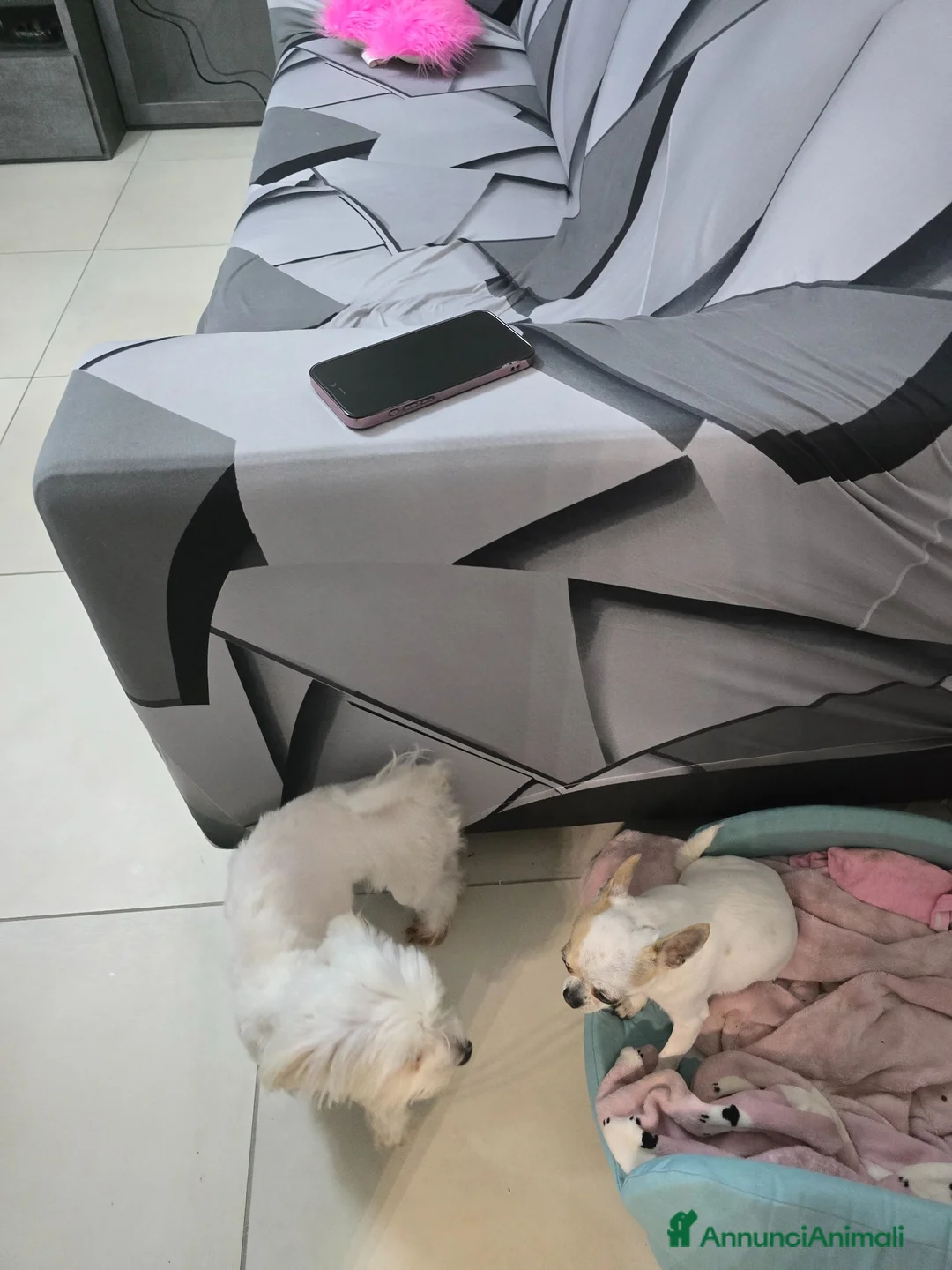 Maltese cani in vendita: Cane maltese femmina top razza pura a Città Metropolitana di Bologna - Annuncio 1