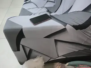 Maltese cani Cane maltese femmina top razza pura - Annuncio 3