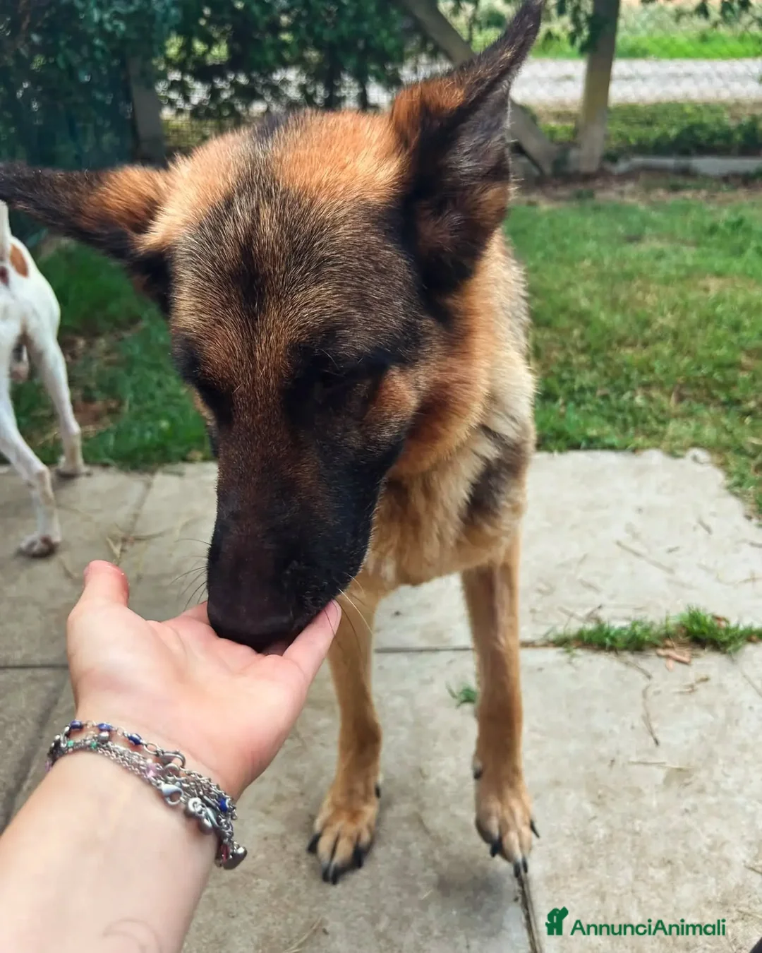 Pastore Tedesco cani in regalo: Sara Jane - Annuncio 10