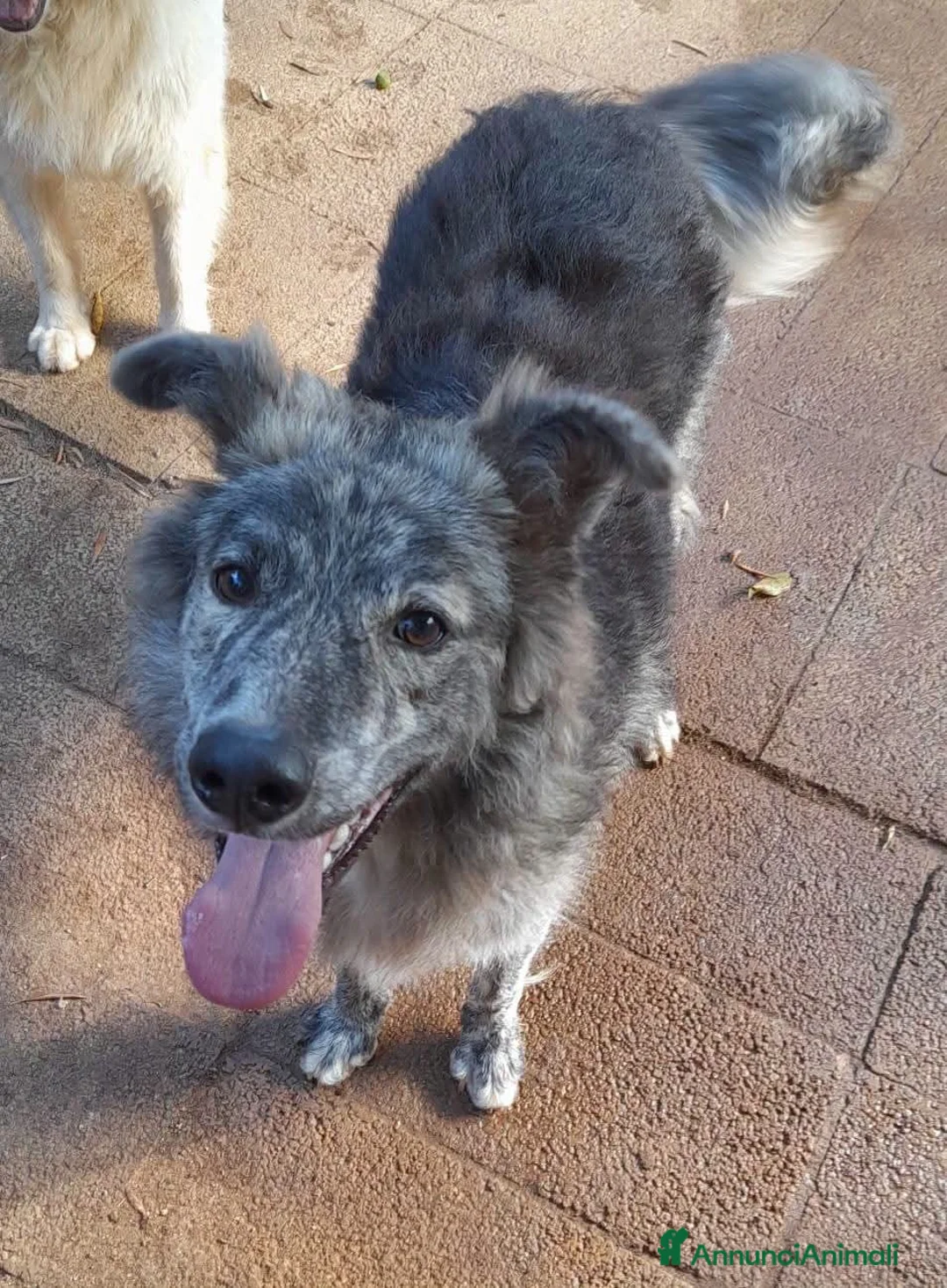 Meticcio cani in regalo: 10 mesi, 18 chili, morbido dolce GREY  - Annuncio 1