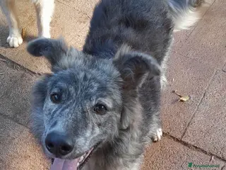 Meticcio cani 10 mesi, 18 chili, morbido dolce GREY - Annuncio 3