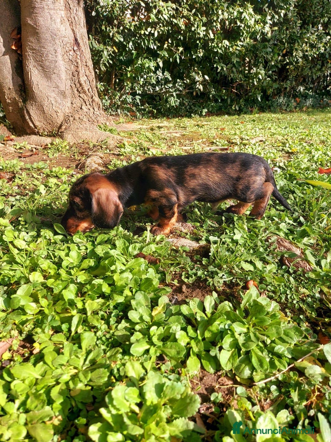 Bassotto cani in vendita: Si vende bassotto nano tedesco a pelo duro - Annuncio 2