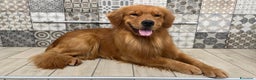 Golden Retriever cani in vendita: Golden Retriever - AMERICANI - Annuncio 3
