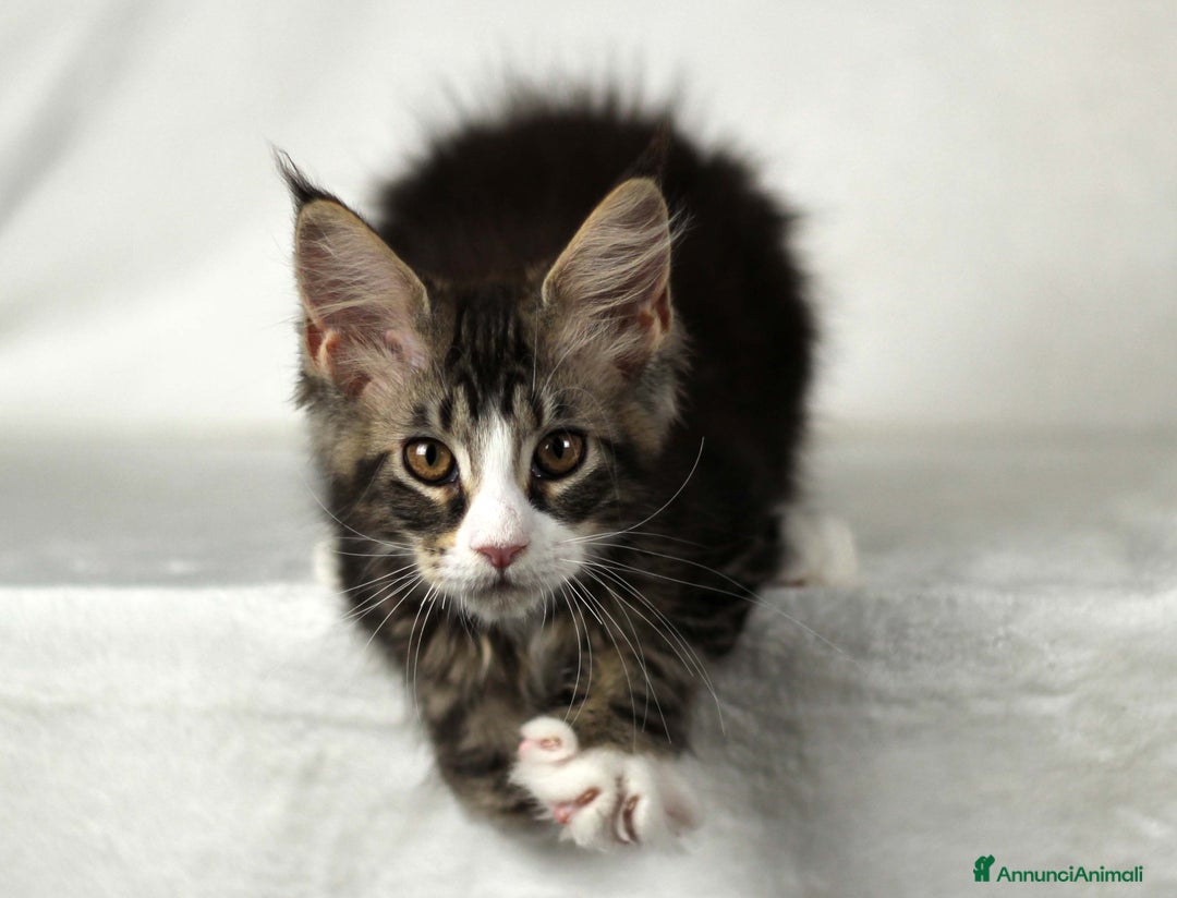 Maine Coon gatti in vendita: Cucciole di Maine Coon cercano casa a Città Metropolitana di Torino - Immagine 3