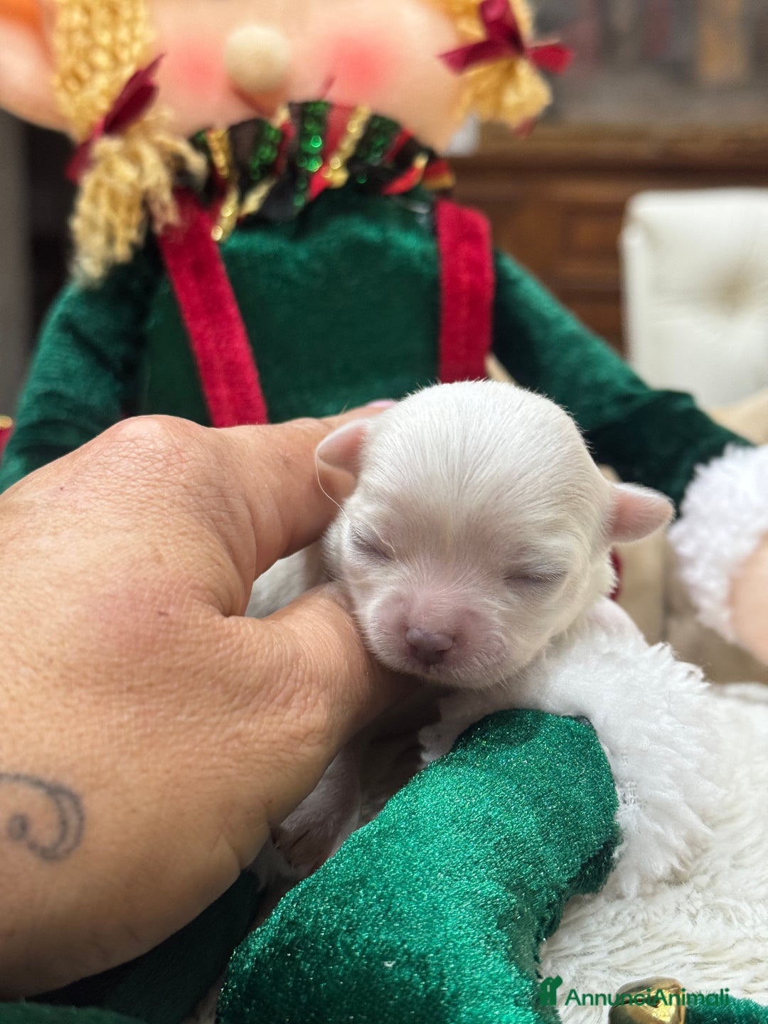 Chihuahua cani in vendita: Cuccioli Chihuahua pelo lungo - Annuncio 6