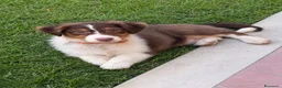 Australian Shepherd cani in vendita: Femmina pastore australiano  - Annuncio 2