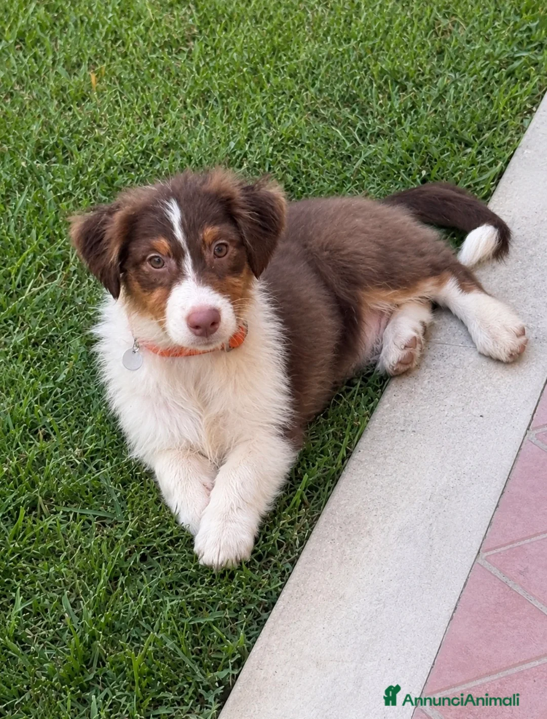 Australian Shepherd cani in vendita: Femmina pastore australiano  - Annuncio 2