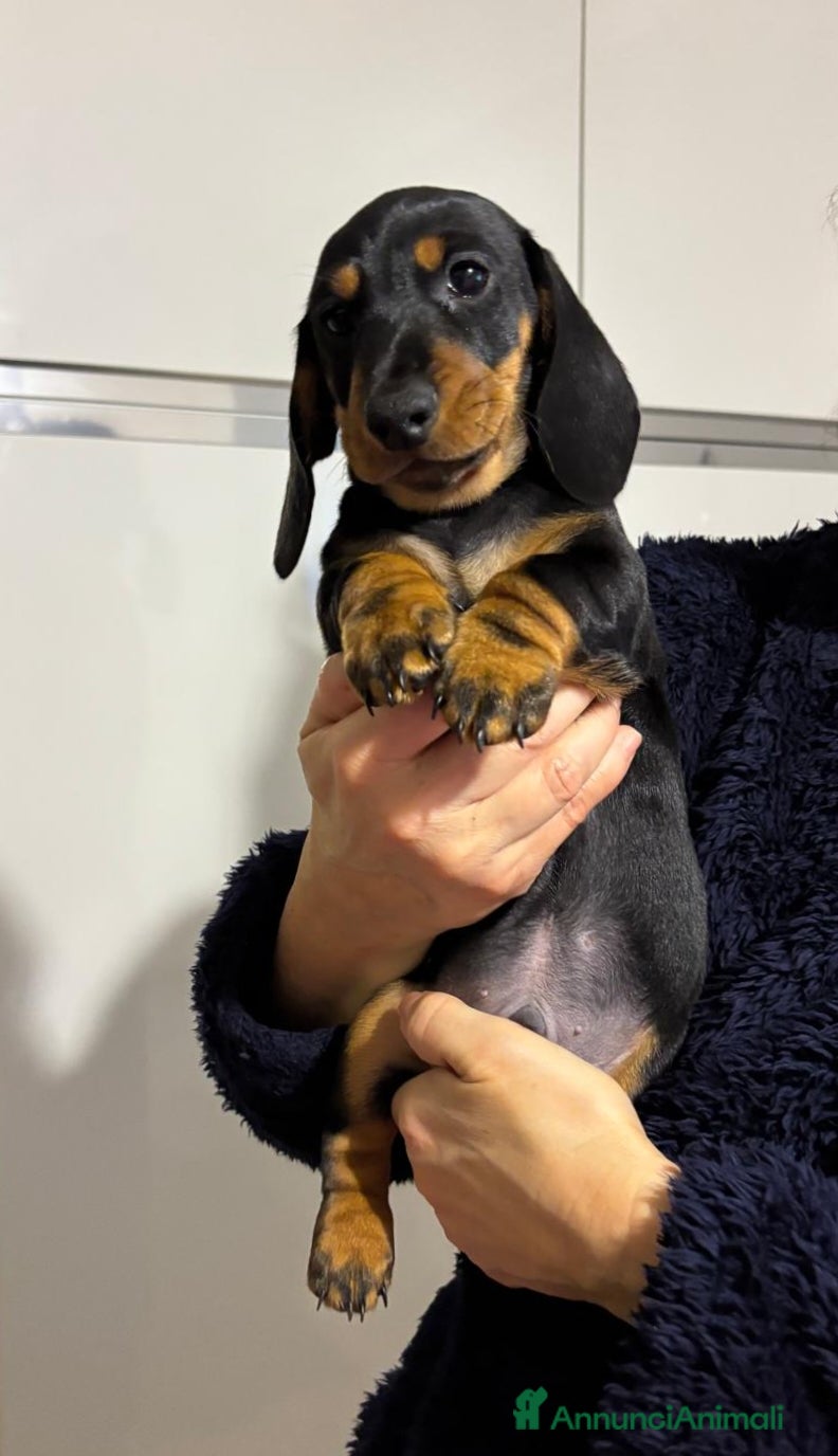 Bassotto cani Bassotti Tedeschi nano-pelo corto-pedigree  - Annuncio 2