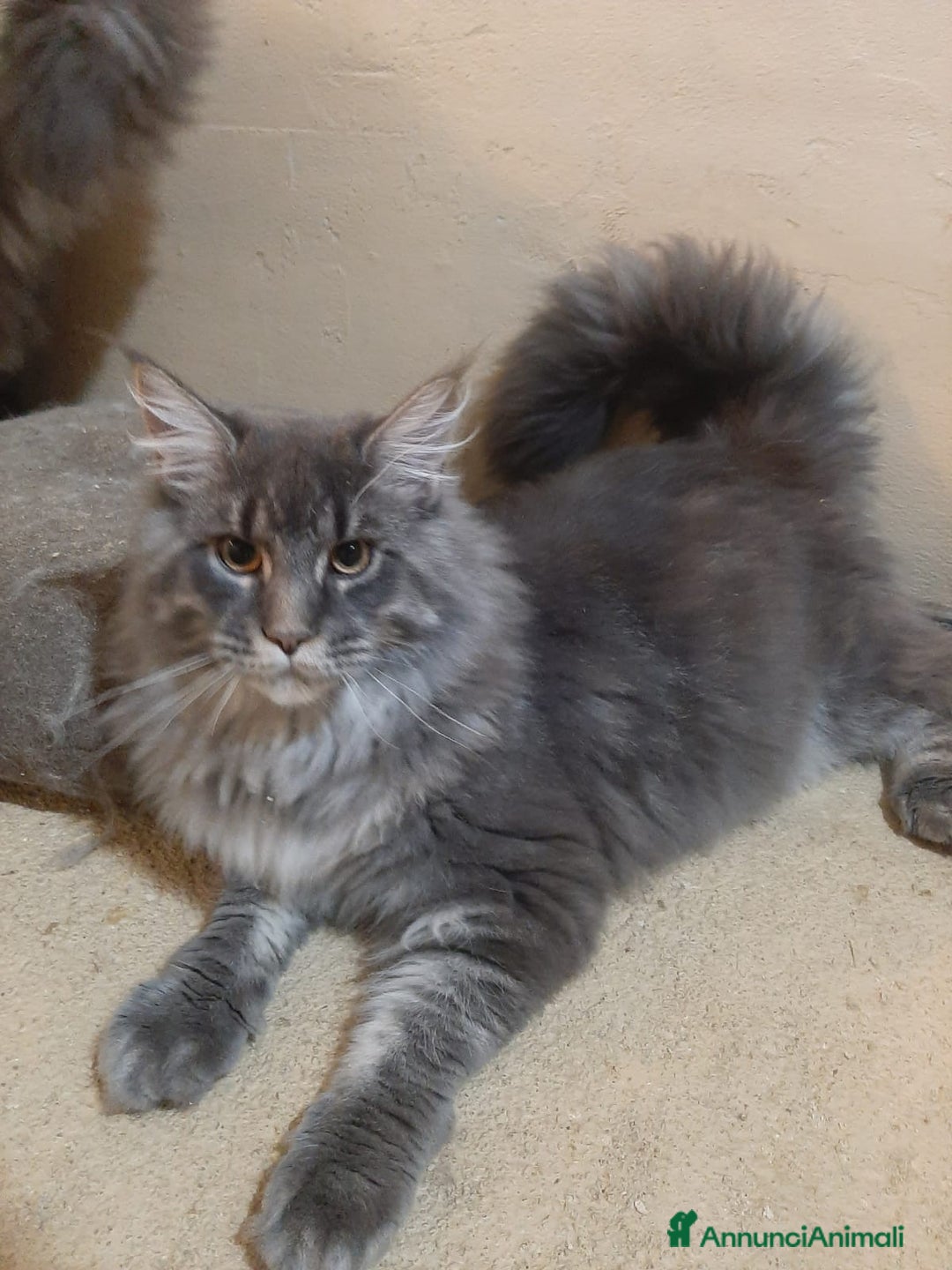Maine Coon gatti in vendita: Cuccioli di Maine Coon TOP linea americana  - Annuncio 5