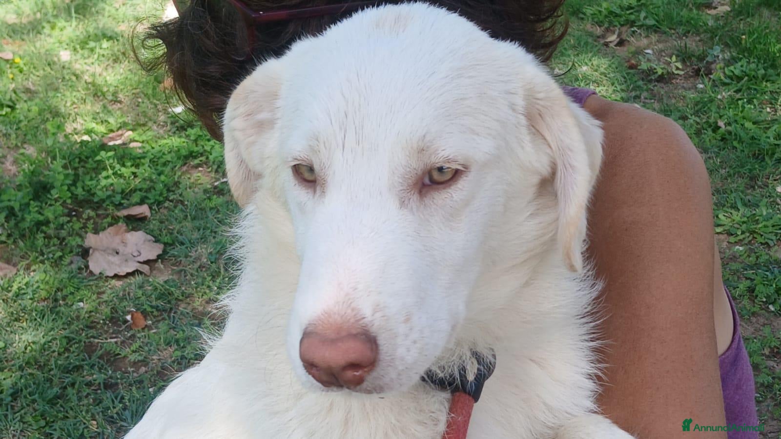 Meticcio cani in regalo: ALBA CUCCIOLA DI 6 MESI CERCA UNA CASA - Annuncio 25