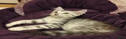 Siberiano gatti in vendita: Siberiano  - Annuncio 3