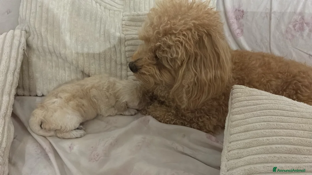Barbone cani in vendita: Vendo barbone femmina nata il 3 settembre  a Città metropolitana di Roma Capitale - Annuncio 11