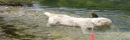 Meticcio cani in regalo: Simil Spinone 6anni,anni di appelli NOVARA HELP - Annuncio 5