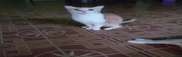 Meticcio gatti in regalo: GATTI ADULTI E GATTINI PICCOLI a Provincia di Piacenza - Annuncio 3