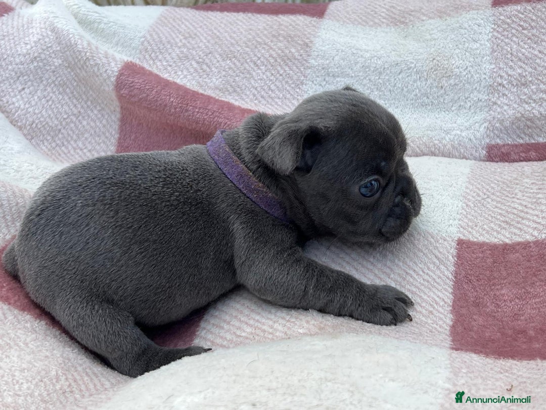 Bulldog Francese cani in vendita: Cuccioli bulldog francese esotici blu - Annuncio 33