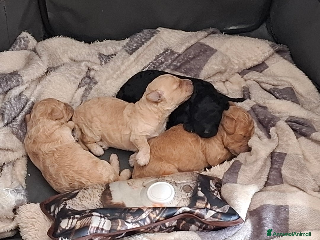 Barboncino cani in vendita: Cuccioli barboncino - Annuncio 2