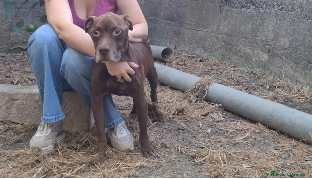 Pitbull cani in regalo: DOLCE PSIKE ADOZIONE DEL CUORE - Annuncio 3