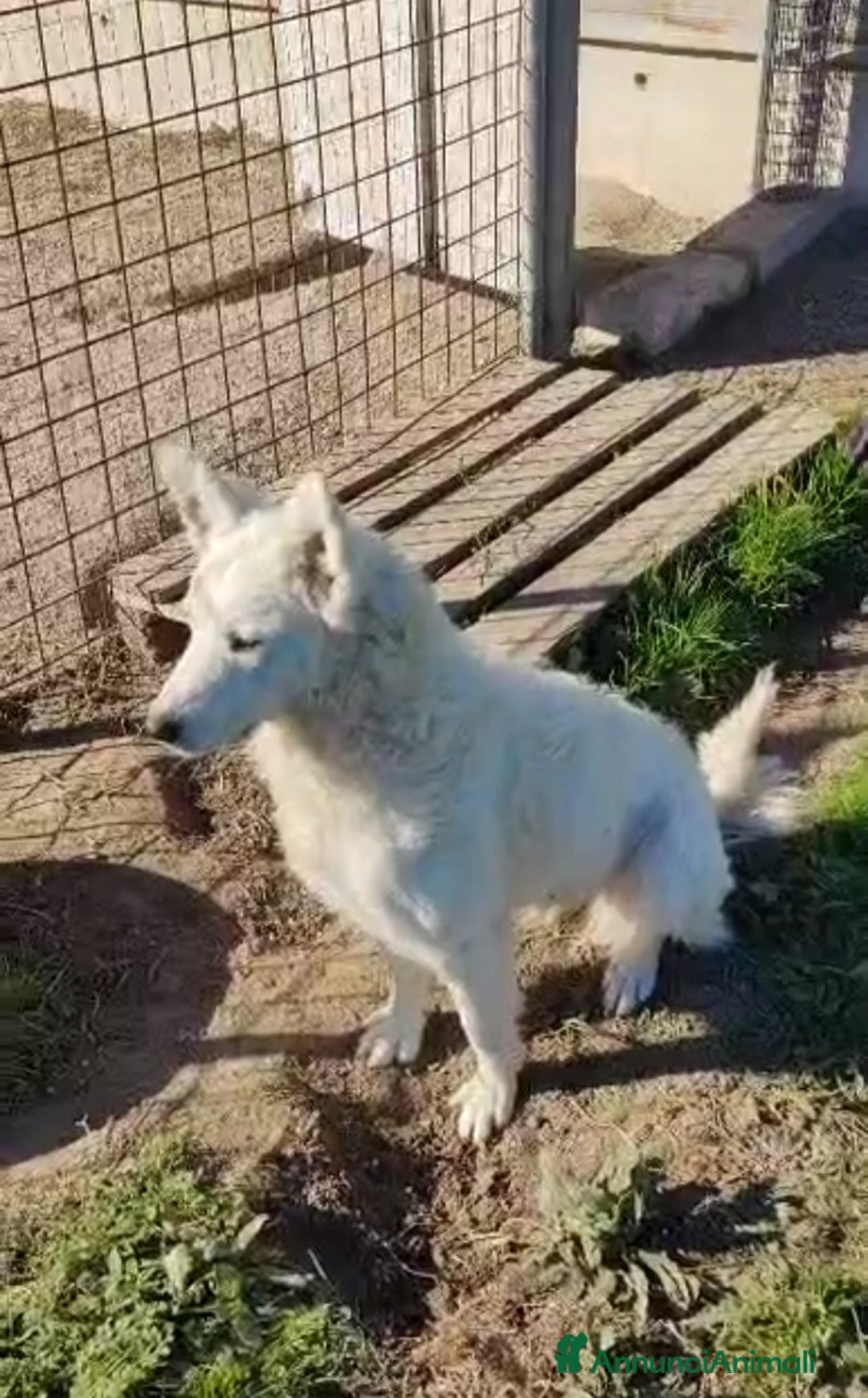 Meticcio cani in regalo: Claudia: 2 anni, taglia media, socievole  - Annuncio 7