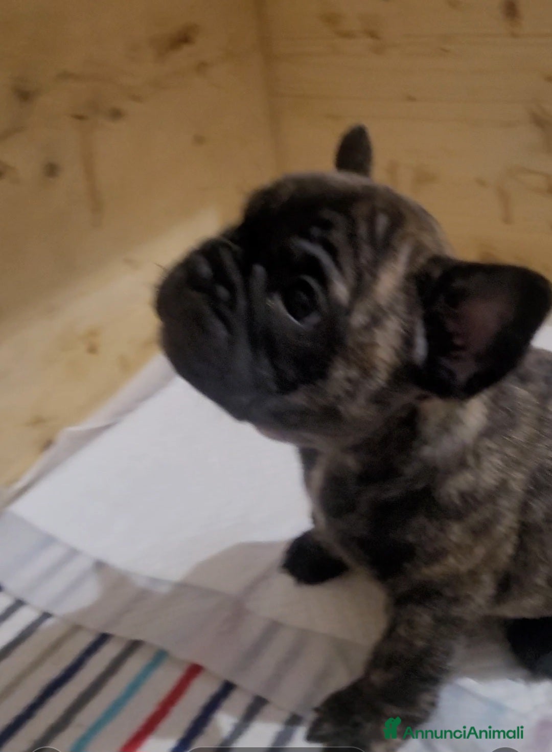 Bulldog Francese cani in vendita: cucciolo bulldog francese - Annuncio 5