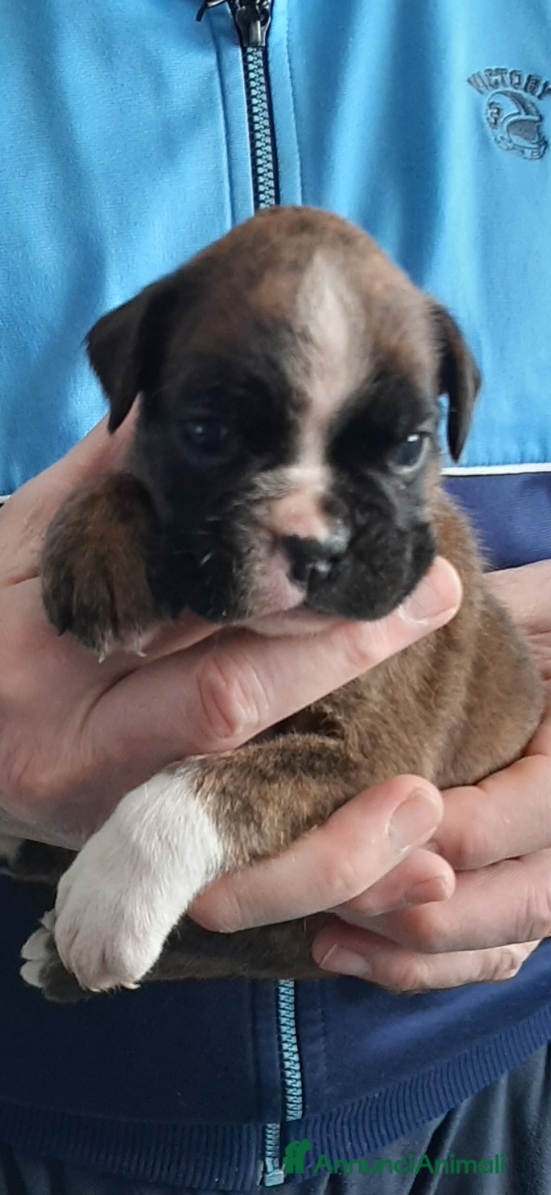 Boxer cani in vendita: boxer cuccioli a Turbigo - Immagine 3