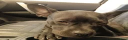 Bulldog Francese cani in regalo: MYA incrocio bouledogue francese chihuahua  - Annuncio 3