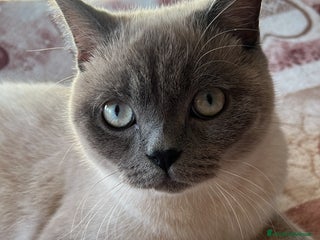 Scottish gatti Scottish straight per monta a Città Metropolitana di Napoli - Annuncio 2